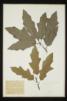 Quercus imbricaria