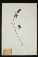 Trifolium incarnatum