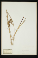 Juncus inflexus