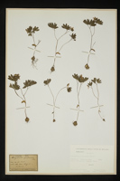 Corydalis intermedia