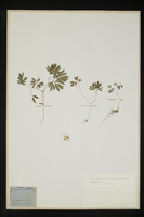 Corydalis intermedia