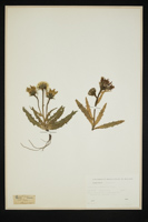 Hieracium intybaceum