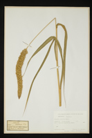 Setaria italica