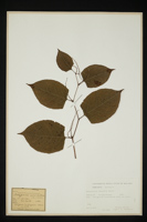 Reynoutria japonica