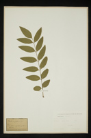 Sophora japonica
