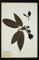 Aucuba japonica