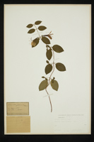 Lonicera japonica