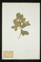 Euonymus japonicus