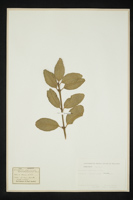 Euonymus japonicus