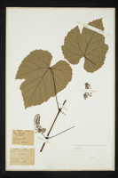 Vitis labrusca