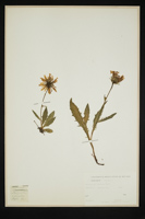 Hieracium lacerum