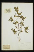 Galeopsis ladanum