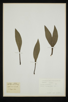 Plantago lanceolata