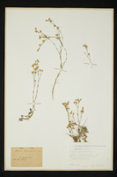 Minuartia laricifolia