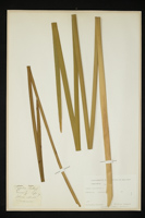 Typha latifolia