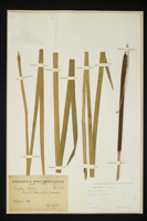 Typha latifolia