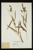 Uniola latifolia