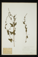Atriplex latifolia
