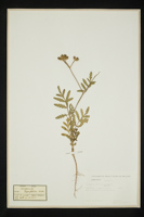 Turgenia latifolia