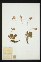 Primula latifolia