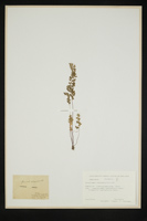 Anogramma leptophylla