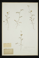 Torilis leptophylla