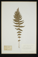 Thelypteris limbosperma