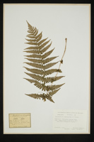 Thelypteris limbosperma