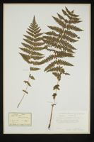 Thelypteris limbosperma