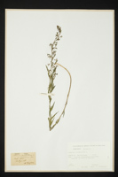 Thesium linophyllon