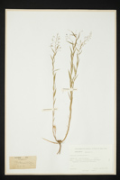 Thesium linophyllon