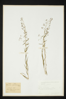 Thesium linophyllon