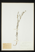 Thesium linophyllon