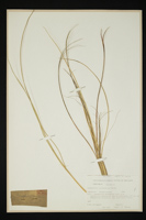 Ammophila littoralis