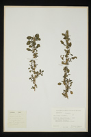 Amaranthus lividus