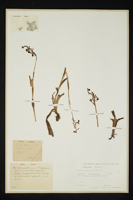 Orchis longicornu
