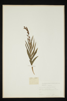 Cephalanthera longifolia