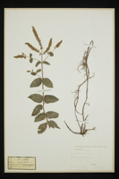 Mentha longifolia