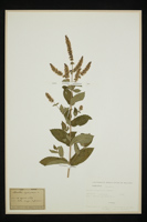 Mentha longifolia