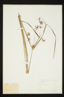 Cyperus longus