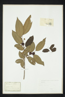 Diospyros lotus