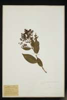 Ligustrum lucidum