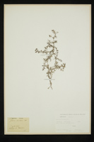 Galium lucidum