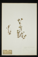 Medicago lupulina