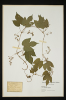 Humulus lupulus