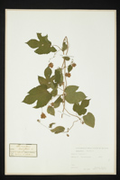 Humulus lupulus