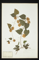 Humulus lupulus