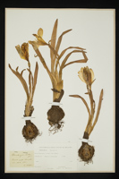 Sternbergia lutea