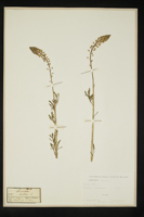 Reseda lutea