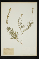 Reseda lutea